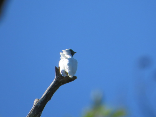 Bare-throated Bellbird
