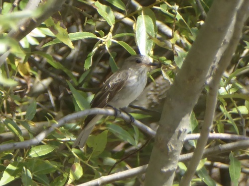 Spotted Flycatcher