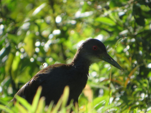 Slaty-breasted Wood-Rail