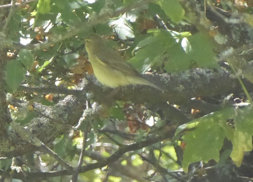 Common Chiffchaff