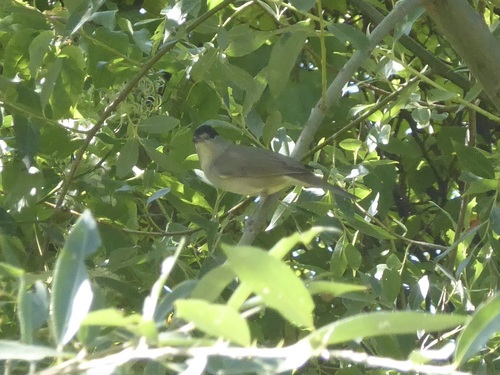 Eurasian Blackcap