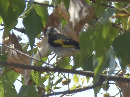 European Goldfinch