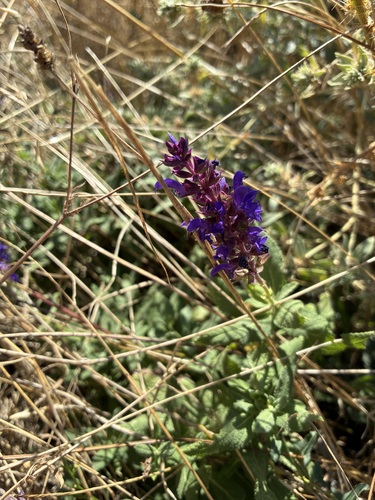 Purple Wood Sage