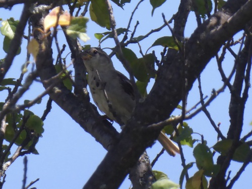 House Sparrow