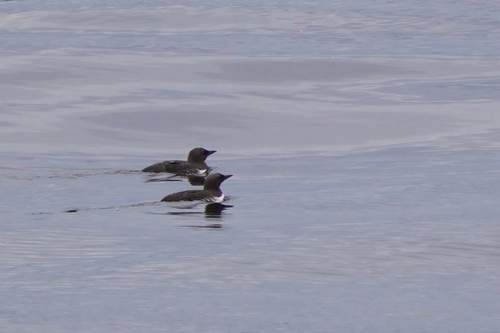 Common Murre