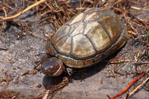Red-cheeked Mud Turtle