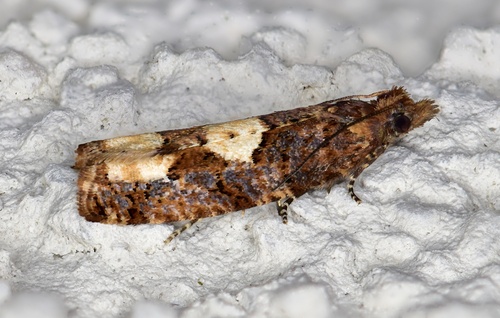 Birch Epinotia Moth