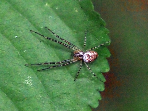 Metellina