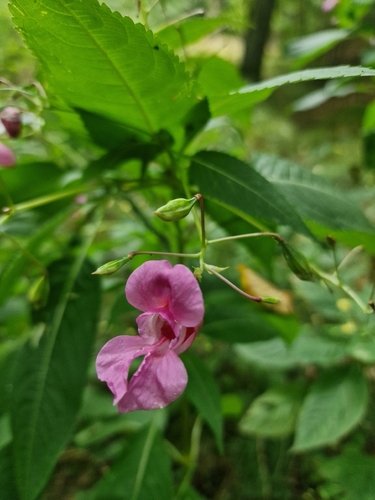 Himalayan balsam