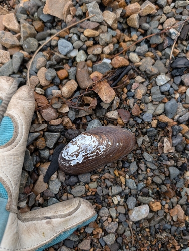 Western Floater