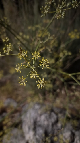 fennel