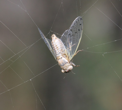 Beameria venosa