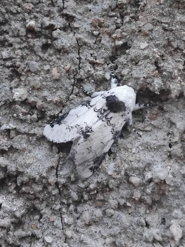 Tecmessa elegans