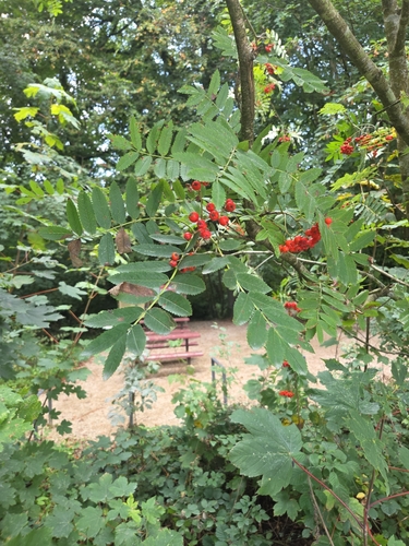 European mountain ash