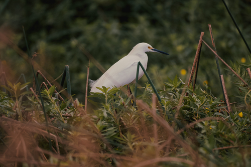 Snowy Egret