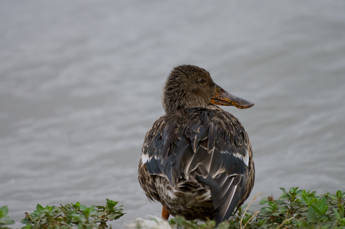 Northern Shoveler