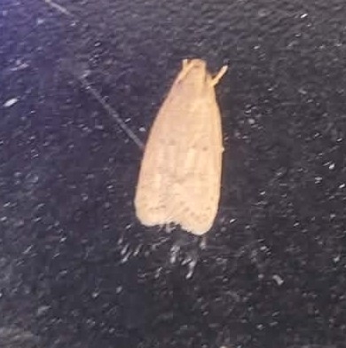 Kyoto Moth
