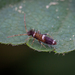 Entomobrya dorsalis - Photo (c) Benjamin Gorfer, όλα τα δικαιώματα διατηρούνται, uploaded by Benjamin Gorfer