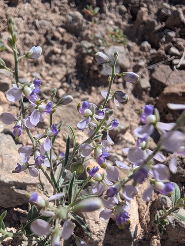 Blue Milkwort