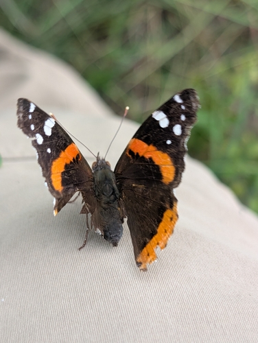 Red Admiral