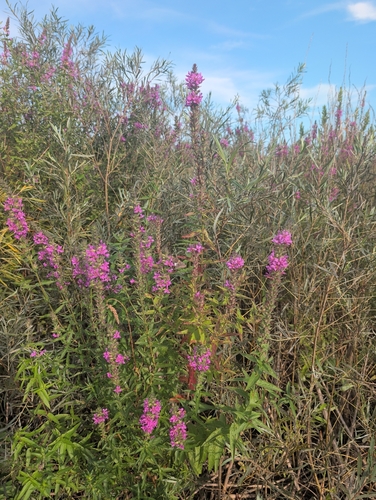 purple loosestrife