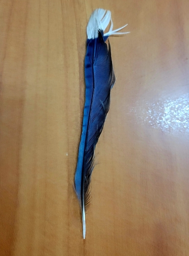 Blue Jay