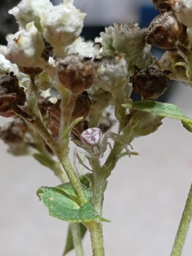 Northern Crab Spider