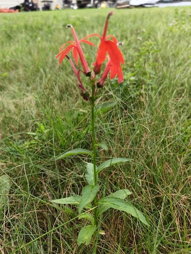 cardinal flower