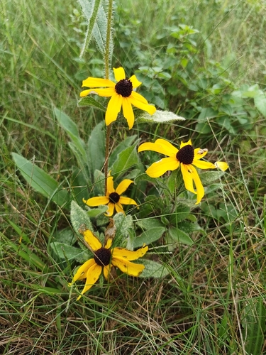black-eyed Susan