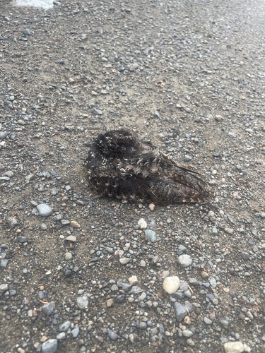 Common Poorwill