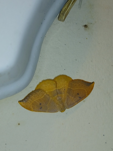 Oak Hook-tip