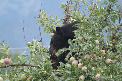 Black Bear sighting near Squamish-Lillooet