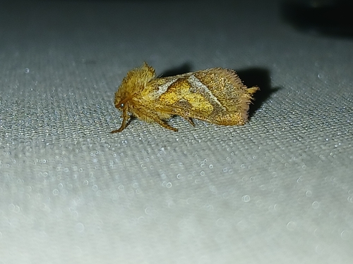 Orange Swift
