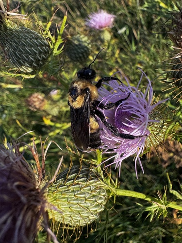 Southern Plains Bumble Bee