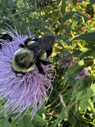 Common Eastern Bumble Bee