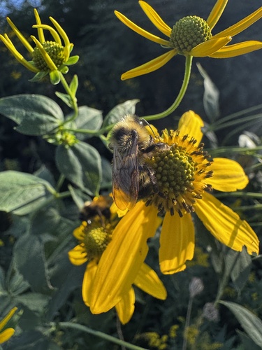 Lemon Cuckoo Bumble Bee