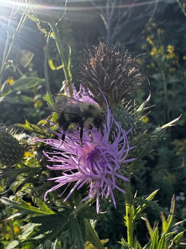 Half-black Bumble Bee