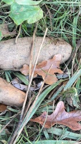 Eastern Copperhead