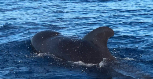 Short-finned Pilot Whale