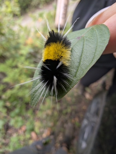 Spotted Tussock Moth