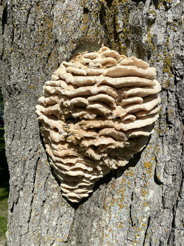 Northern Tooth