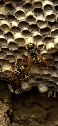 European Paper Wasp