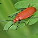 Common Cardinal Beetle - Photo (c) Alexandro Minicò, all rights reserved, uploaded by Alexandro Minicò