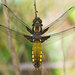Broad-bodied Chaser - Photo (c) Alexandro Minicò, all rights reserved, uploaded by Alexandro Minicò