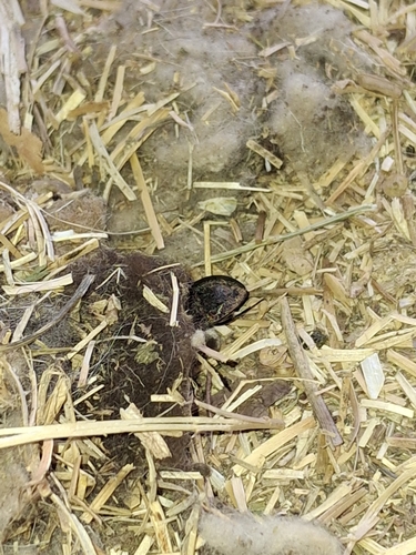 Embaphion muricatum