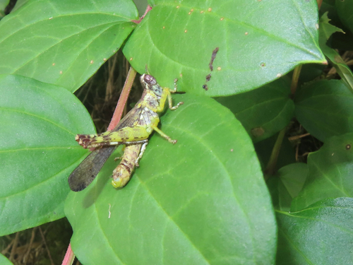 China mantispoides