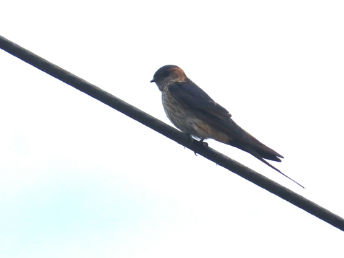 Eastern Red-rumped Swallow