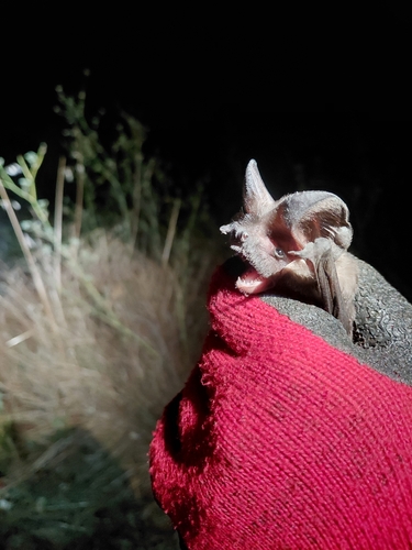 European Free-tailed Bat