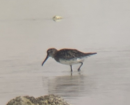 Broad-billed Sandpiper