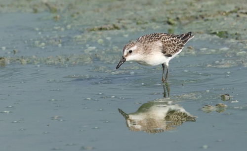 Semipalmated Sandpiper